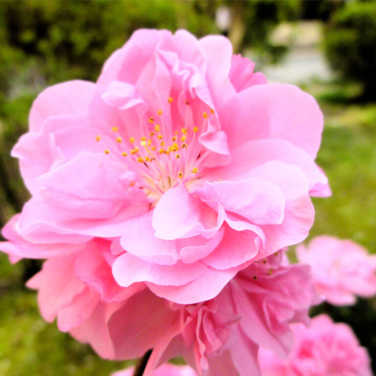 千年続く雛祭り、福福しく咲く花桃を
