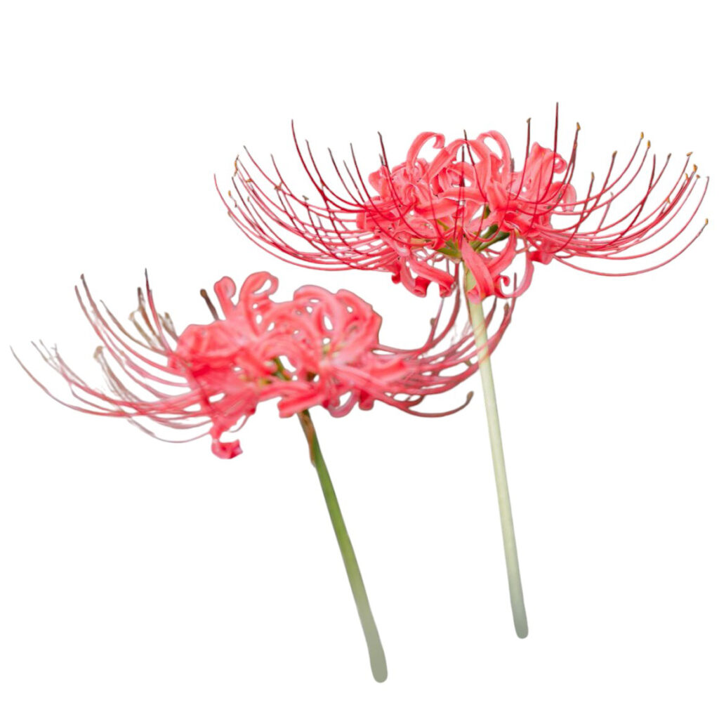 君子蘭ってどんな花？