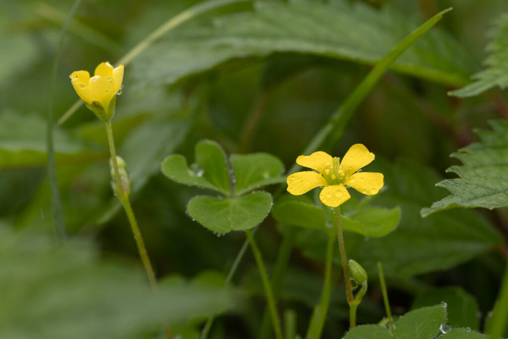 ～季節のしずく、心の芽吹き～