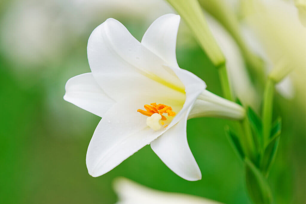 イースターとお花
