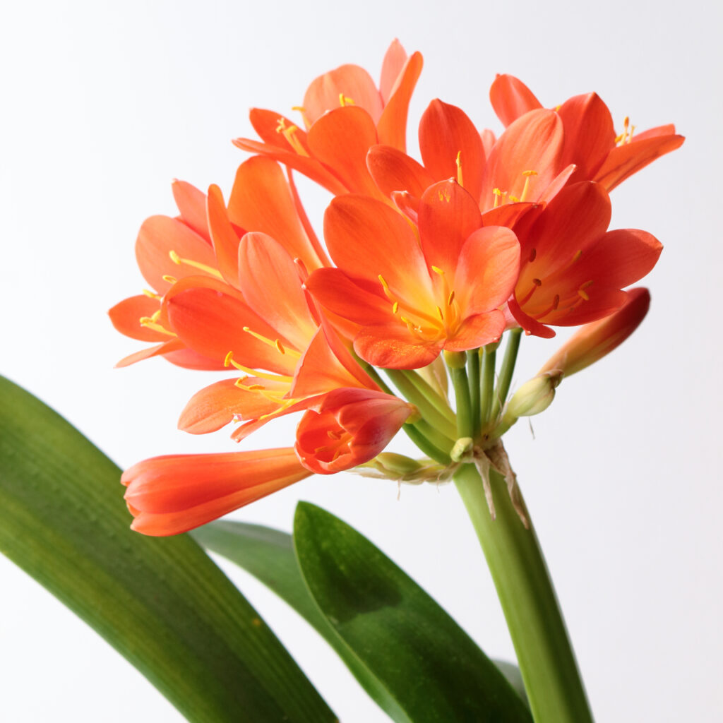 君子蘭ってどんな花？
