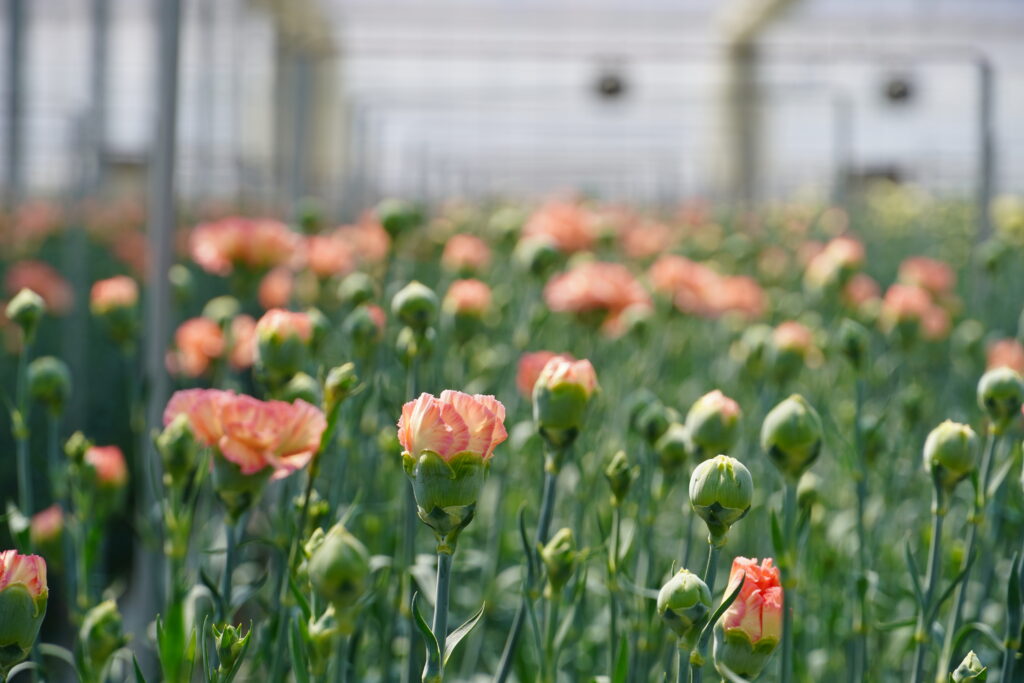 ～５月、花の便りが届くころ～