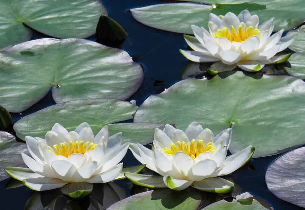 水の中の涼しげな花、睡蓮(スイレン)