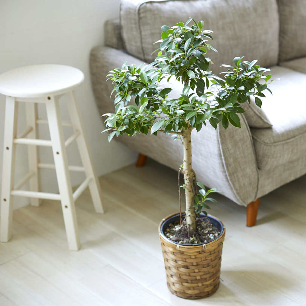 観葉植物スタンダードコース