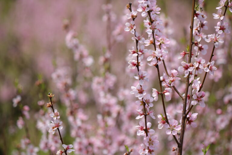 ～季節のしずく、心の芽吹き～