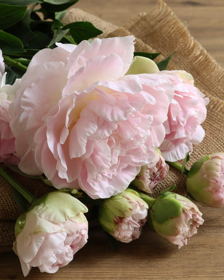 ～目覚めの季節と芍薬～