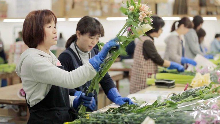 お花の状態は一本一本手作業で確認