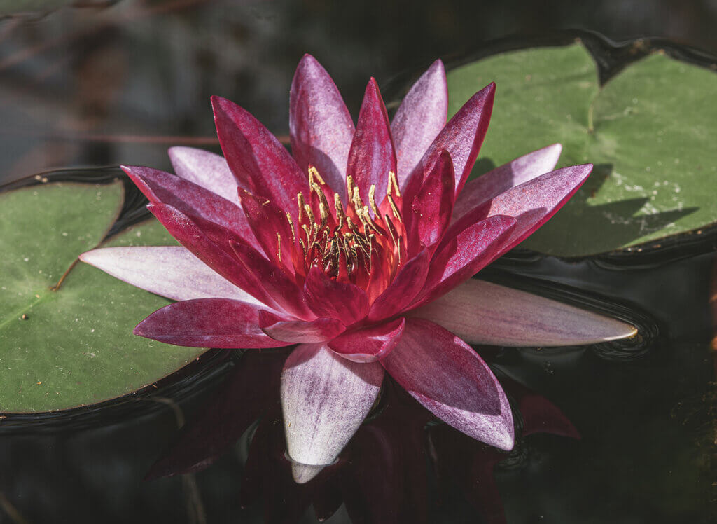 水の中の涼しげな花、睡蓮(スイレン)