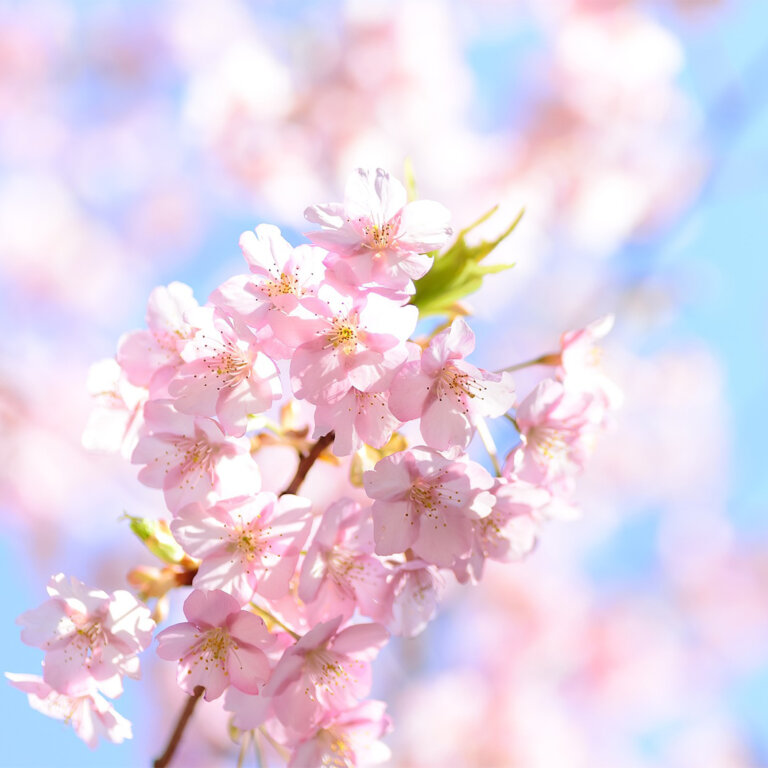 花の一瞬、人の一生。