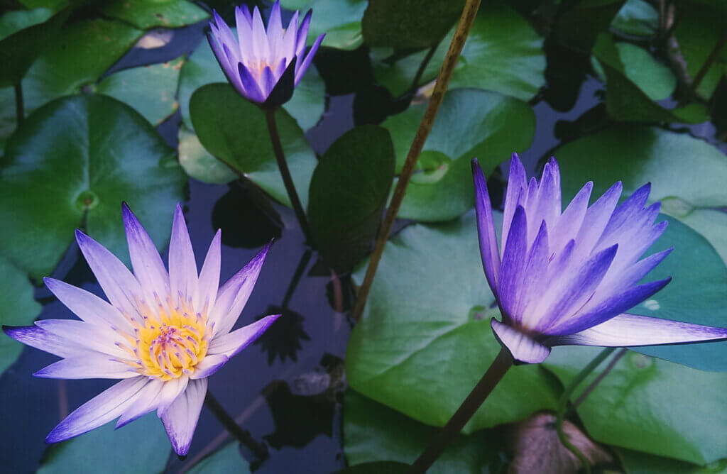 水の中の涼しげな花、睡蓮(スイレン)