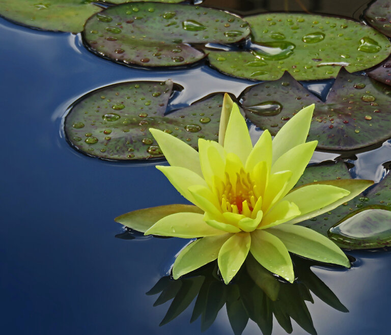 水の中の涼しげな花、睡蓮(スイレン)