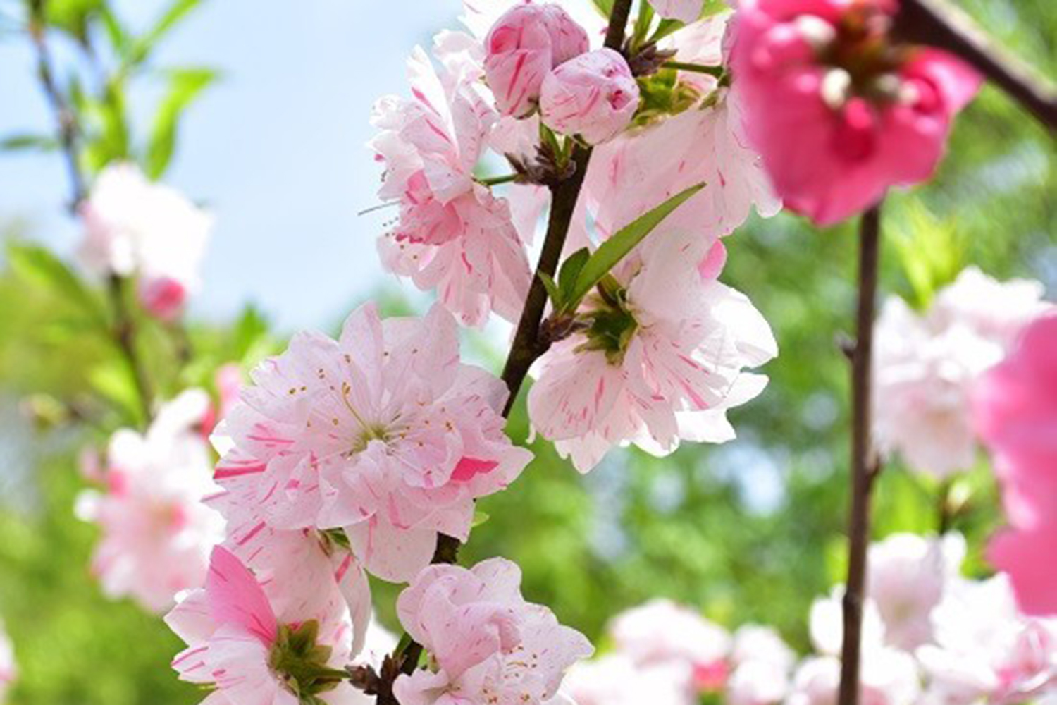 花桃の種類