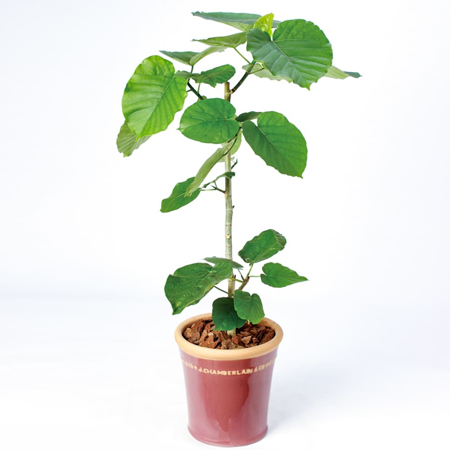 観葉植物プレミアムコース