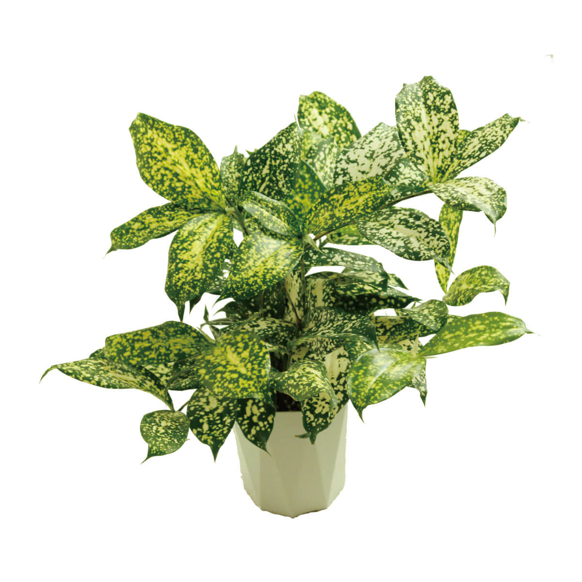 プラスONE 観葉植物
