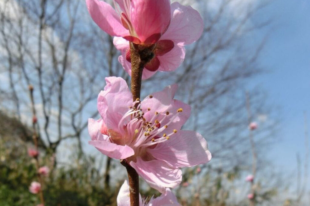 花桃の種類