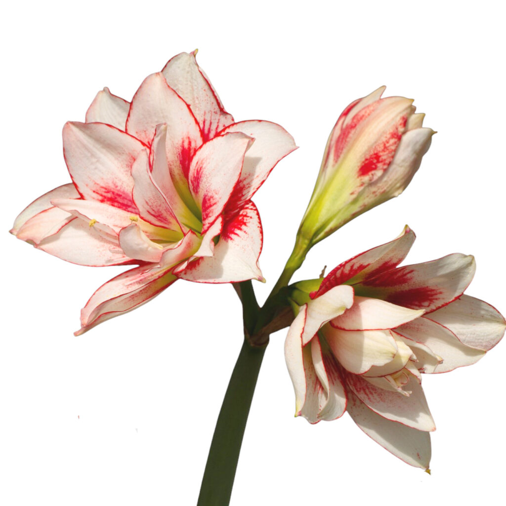 君子蘭ってどんな花？
