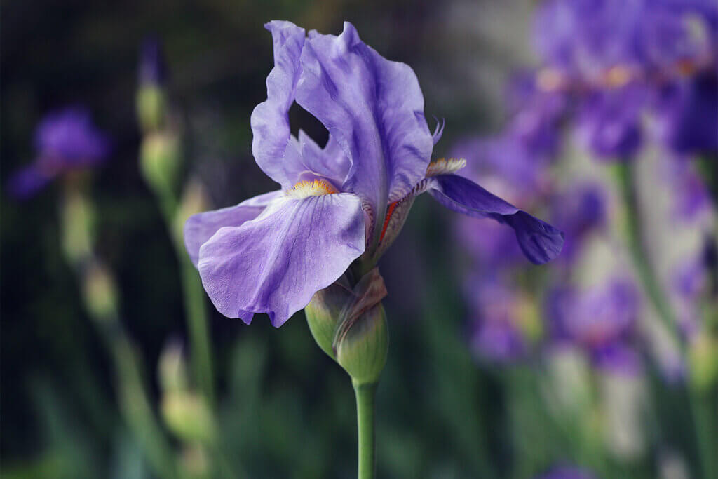 端午の節句「菖蒲」と「花菖蒲」