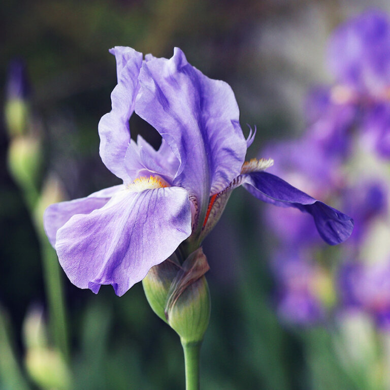 端午の節句「菖蒲」と「花菖蒲」